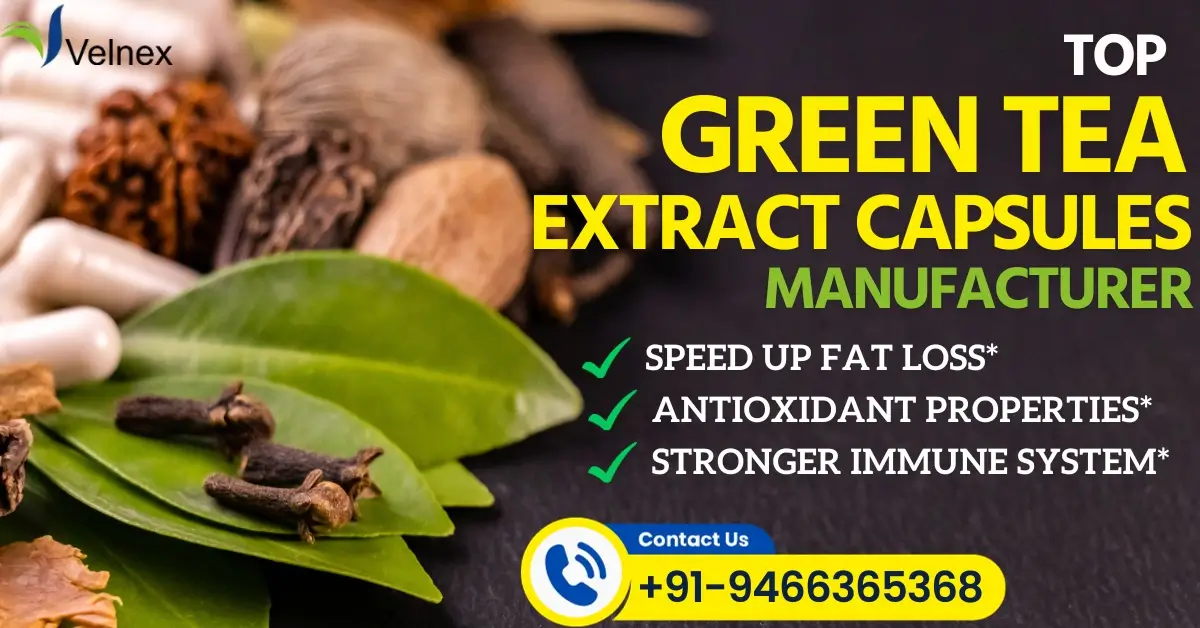 Green Tea Extract Capsules Manufacturers